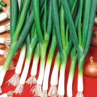 Цибуля Батун