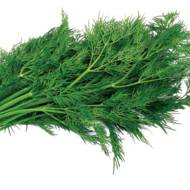 Кріп Амброзія