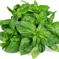Базилік зелений