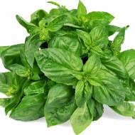 Базилік зелений