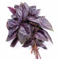 Базилік фіолетовий