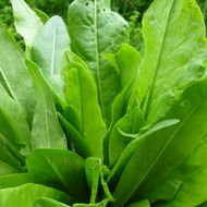 Щавель широколистий