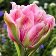 Тюльпан махровий Magic Sensation