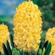 Гиацинт Yellow Queen
