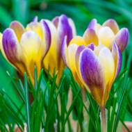 Крокус Crocus chrysanthus Advance