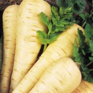 Пастернак за 0,5 г