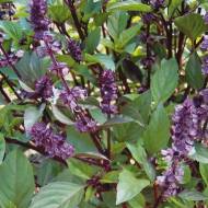 Базилік Анісовий аромат за 0,1 г