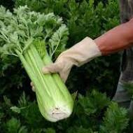 Селера черешкова Паскаль за 0,5 г