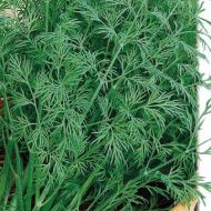 Кріп Борода Монаха