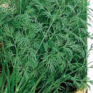 Кріп Борода Монаха