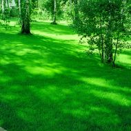 Газонна трава Універсальна