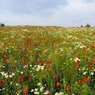 Трава газонна Мавританська