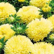 Айстра Полярна зірка за 0,3 г