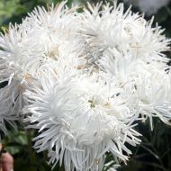 Айстра Наречена за 0,3 г