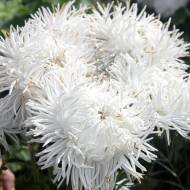 Айстра Наречена за 0,3 г