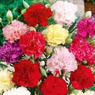 Гвоздика Шабо за 0,1 г