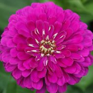 Цинія Лаванда за 0,5 г