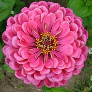 Цинія Роза за 0,5 г