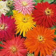 Цинія Кактусоподібна суміш за 0,2 г