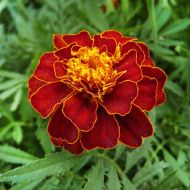 Чорнобривці Кармен за 0,3 г