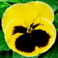 Віола маджестік за 0,05 г Дворічна