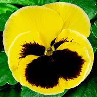 Віола маджестік за 0,05 г Дворічна