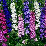 Дельфініум багаторічний суміш за 0,2 г