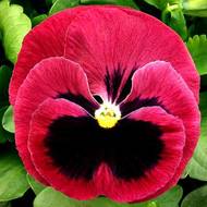 Віола Скарлет за 0,05 га