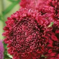 Айстра Винна ягода (густомахрова) за 0,3 г