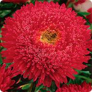 Айстра Індра (густомахрова) за 0,3 г