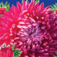 Айстра Серце Франції за 0,3 г