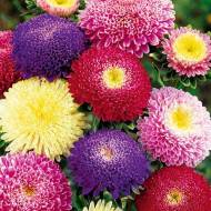 Айстра суміш Болеро за 0,3 г