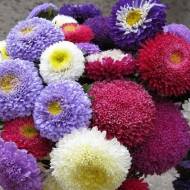 Айстра суміш Помпонна за 0,3 г