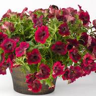 Петунія великоквіткова Бордова F1 за 10 нас.