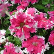 Петунія великоквіткова Каркулка F1 за 10 нас.