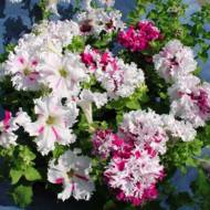 Петунія великоквіткова Вітання із Яромнерже F1 за 10 нас.