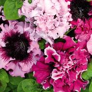 Петунія великоквіткова Тріумф за 10 нас.