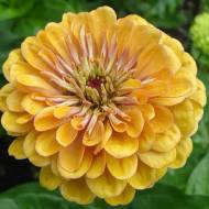 Цинія Золотий Світанок за 0,5 г