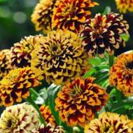 Цинія Махрова Мехіко за 0,3 г