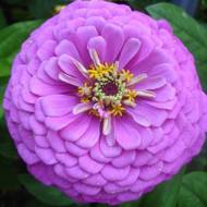 Цинія Лаванда за 0,5 г