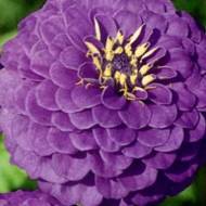 Цинія Пурпурний принц за 0,5 г