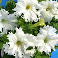 Петунія великоквіткова Афродіта біла F1 за 10 нас.