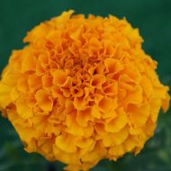 Чорнобривці Гаваї за 0,5 г