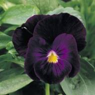 Віола великоквіткова Берна за 0,1 г