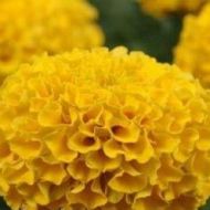 Чорнобривці Золотий час за 0,5 г