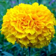 Чорнобривці Марі Хелен за 0,2 г