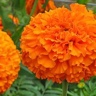 Чорнобривці Принц Оранж за 0,5 г