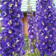 Дельфініум Король Артур за 0,1 г