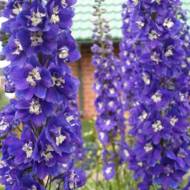 Дельфініум Король Артур за 0,1 г