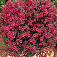 Лобелія ампельна Рубіновий фонтан за 0,01 г